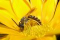 Halictus scabiosae (cfr.)